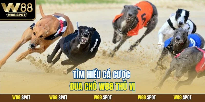 Cá Cược Đua Chó W88 | Thủ Thuật Vào Tiền Hiệu Quả 2025 2 Tìm hiểu cá cược đua chó W88 thú vị